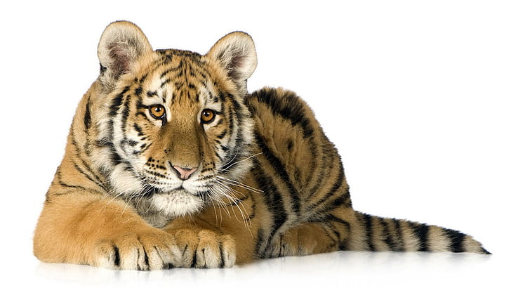 Gerade ein großes Kätzchen, brauner und schwarzer Tiger, Tiger, Orange, Schwarzes, Streifen, Tiere, HD-Hintergrundbild