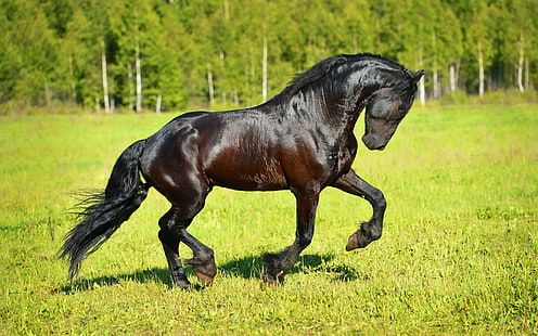 Koń, fryz, ogier brązowo-czarny, koń, fryz, trawa, słońce, Amazing Animals, s, Best s, Tapety HD HD wallpaper