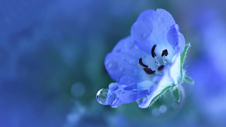 лилаво и бяло листно цвете, природа, цветя, капки вода, сини цветя, HD тапет