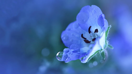 lila och vit kronblad, natur, blommor, vattendroppar, blå blommor, HD tapet HD wallpaper