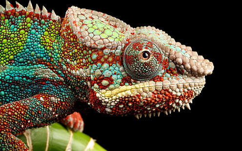 chameleon photography, animals, chameleons, colorful, HD wallpaper HD wallpaper