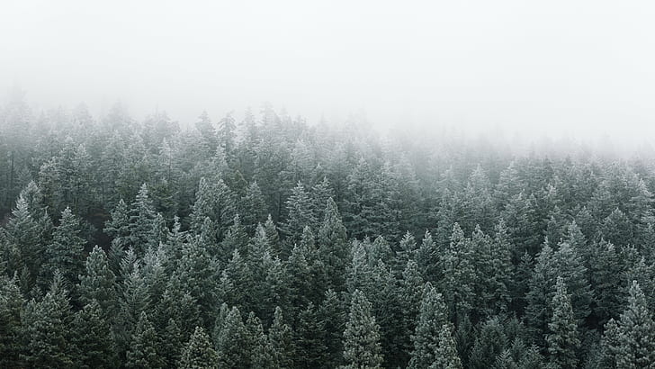 bed of pine trees, bed, pine trees, fog, frost, morning, Pacific Northwest, nature, outdoors, scenery, Canon EOS 5D Mark III, 2L, USM, forest  washington, forest, tree, winter, landscape, mountain, snow, woodland, scenics, fir Tree, cold - Temperature, pine Tree, HD wallpaper