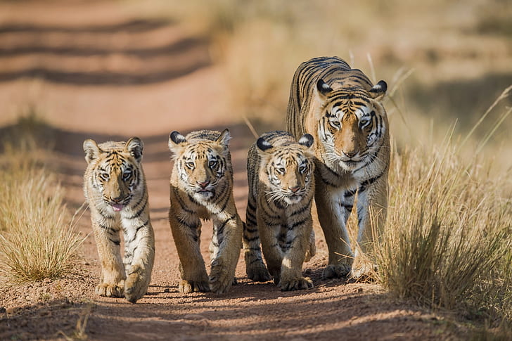 النمر ، المشي ، النمور ، النمور ، الأشبال، خلفية HD