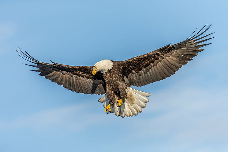 American Eagle i luften under dagtid, Bald Eagle, Söker, American Eagle, luft, dagtid, under flygning, spridning, vingar, full ram, un, beskuren, utforskad, örn - Fågel, fågel, djurliv, rovfågel, djur , djur i naturen, uSA, natur, dom, flygande, köttätare, HD tapet