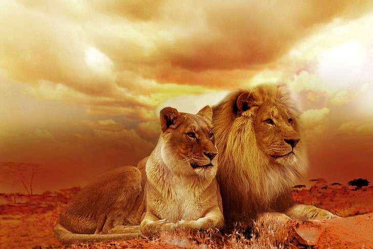 African Lion And Lioness, HD wallpaper
