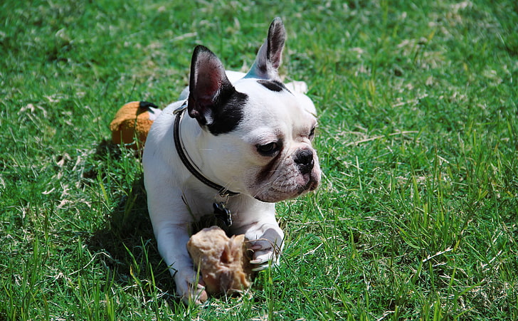 Frenchie, cachorro de bulldog francés blanco y negro, animales, mascotas, hierba, perro, comida, Fondo de pantalla HD