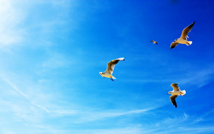Seagulls in Flight, flight, seagulls, animals and birds, Wallpaper HD