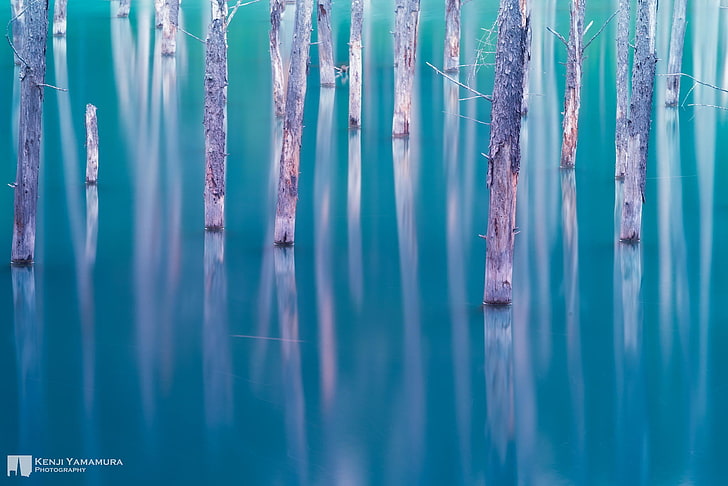 träd, sjö, Japan, fotograf, Kenji Yamamura, HD tapet