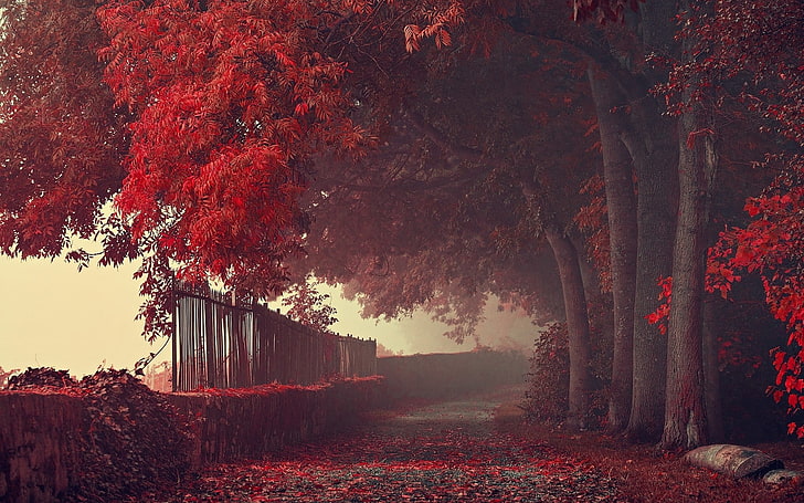 red leafed tree illustration, red forest trees, nature, landscape, fall, road, path, fence, trees, leaves, red, mist, HD wallpaper