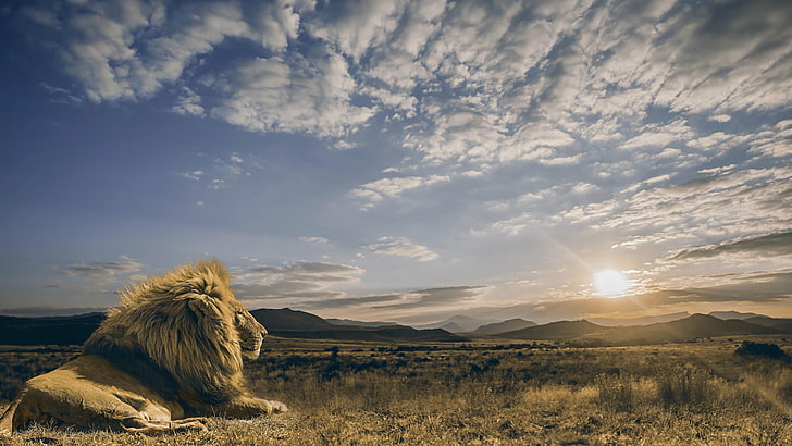 leone, animale selvatico, gatto grande, cielo, sole, campo, alba, prateria, savana, Sfondo HD
