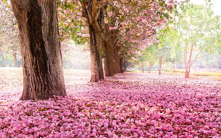 Bäume, Straße, viele rosa Blumen auf dem Boden, Bäume, Straße, viele, rosa, Blumen, Boden, HD-Hintergrundbild