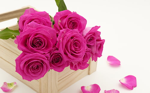 Flores de rosas frescas, Aero, blanco, rosas, flores, magenta, fresco, ramo, rosa púrpura, caja de madera, recogido, Fondo de pantalla HD HD wallpaper