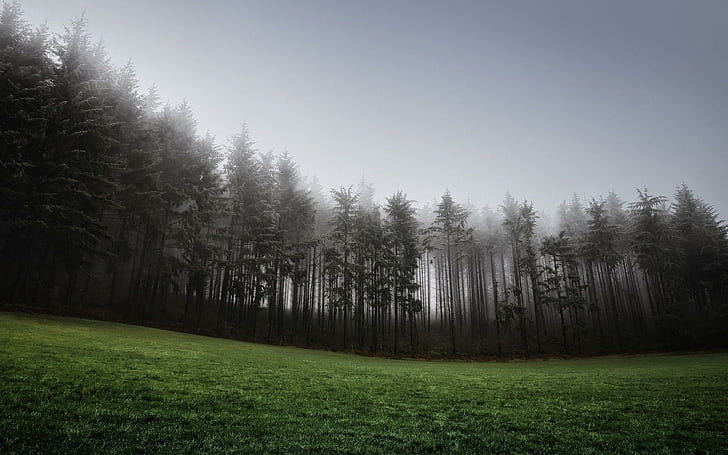 Высокие деревья в тумане, туманный лес, природа, 1920x1200, дерево, лес, HD обои