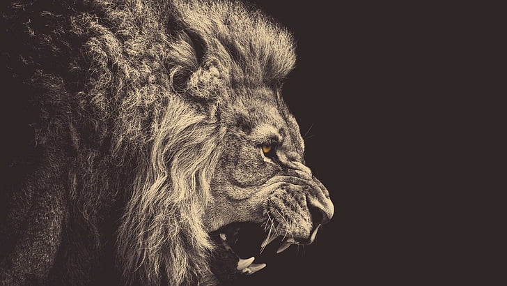 Löwe, Sepia, Zorn, Tiere, HD-Hintergrundbild