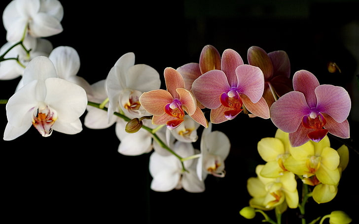 orquídeas de polilla rosada, blanca y beige, orquídeas, diferentes, fondos, primer plano, Fondo de pantalla HD