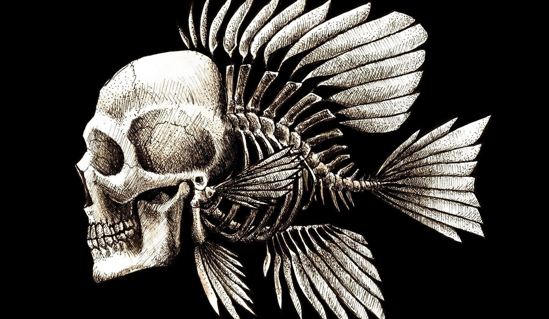 artwork charles darwin bones seaman