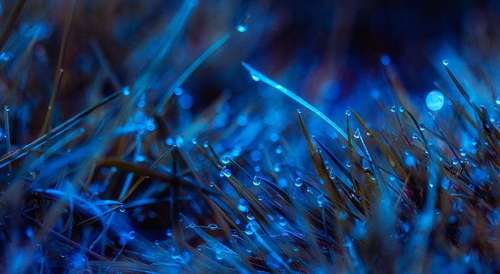 Moonlit Dew, brown grass, Aero, Macro, Blue, Drops, Night, Grass, Close, dew, moonlit, HD wallpaper