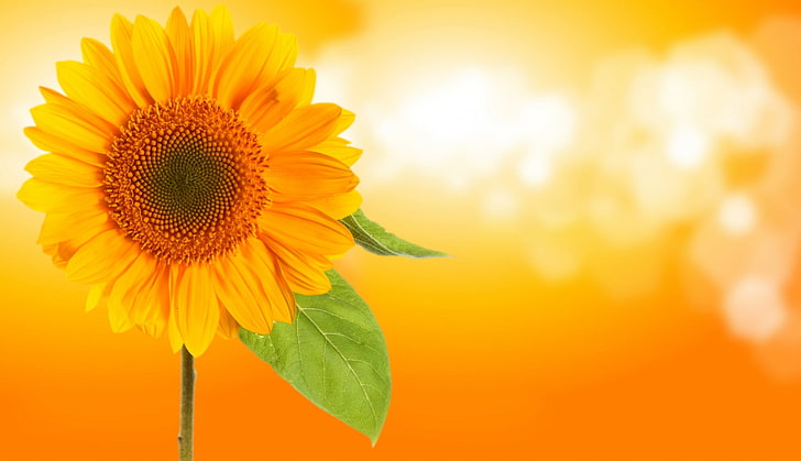 sunflower widescreen backgrounds, HD wallpaper