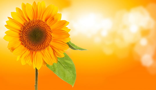latar belakang layar lebar bunga matahari, Wallpaper HD HD wallpaper