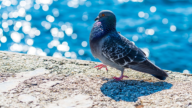 bird, water, dove, pigeon, blue, HD wallpaper
