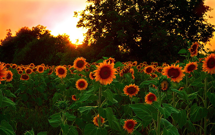 Sonnenblumenfeld, Sonnenuntergang, Natur, Feld, Sonnenblumen, HD-Hintergrundbild