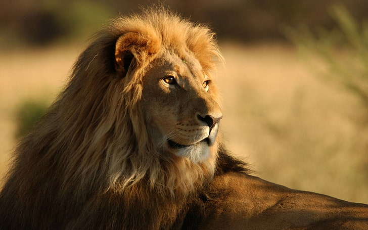 leão macho, leão, rosto, juba, gato grande, predador, HD papel de parede