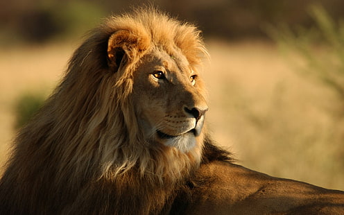 lion mâle, lion, visage, crinière, gros chat, prédateur, Fond d'écran HD HD wallpaper