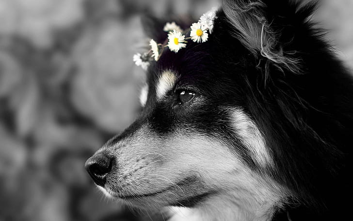 Signora Daisy, fiore, fotografia, carino, margherita, animale, 3d e astratto, Sfondo HD