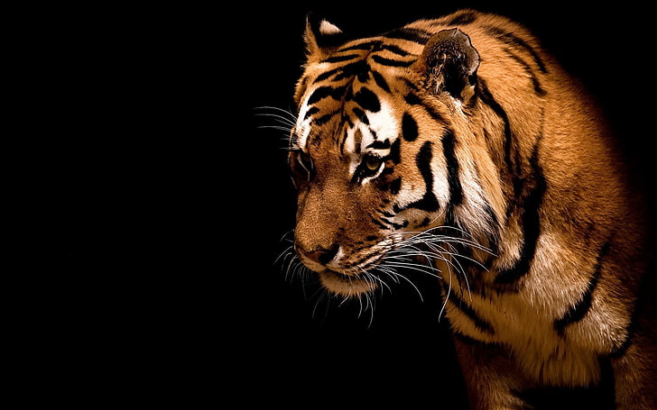tiger, animals, big cats, HD wallpaper