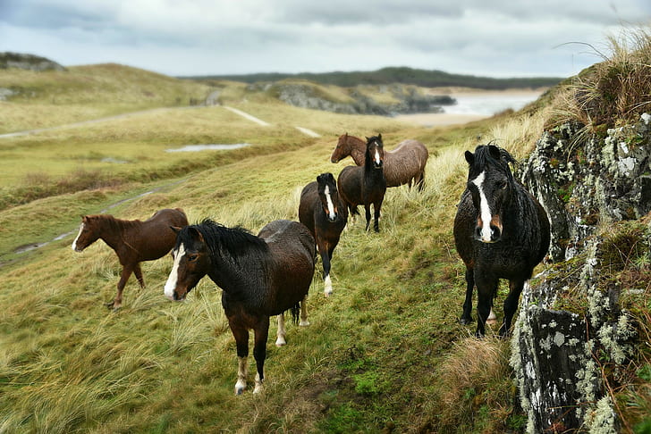 field, grass, hills, horses, horse, the herd, a herd of horses, HD wallpaper