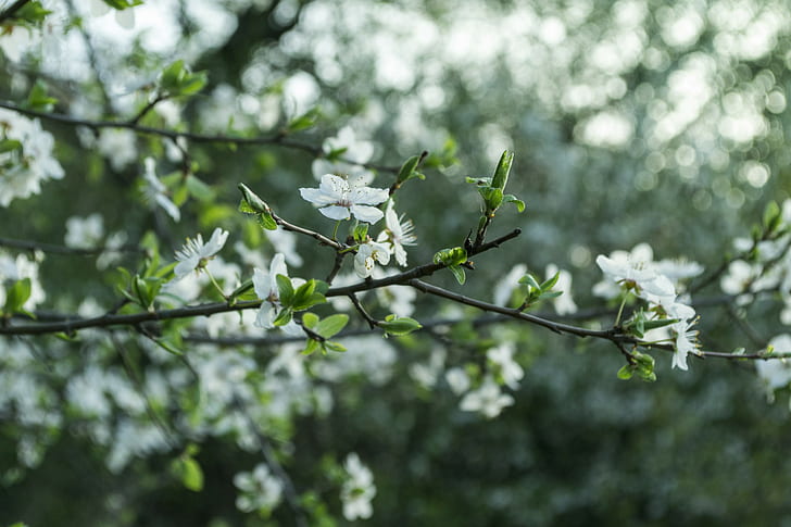 꽃, 흰 꽃, 봄, 분기, HD 배경 화면