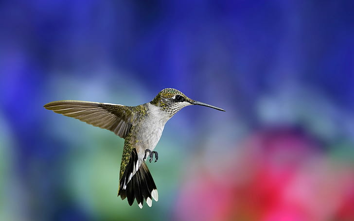 flying, hummingbird, HD wallpaper