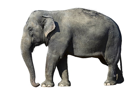 grå elefant, elefant, vit bakgrund, stor, HD tapet HD wallpaper