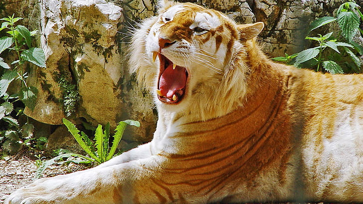 Златен тигър - Full 1080p, тигър 720p, 1080p тигър, ревящ тигър, тигър сънлив, тигър рев, тигър hd 1080, HD тапет