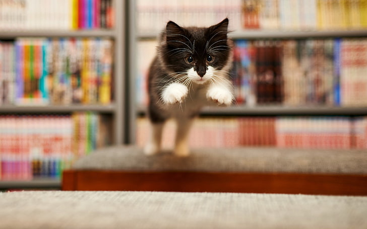 черно-белый полосатый кот, прыжки, кошка, животные, HD обои