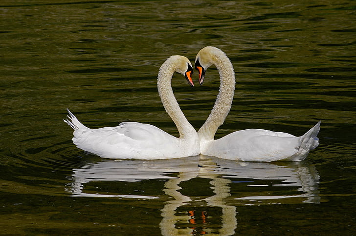 Two Swan forming heart shape, tuberculés, le classique, Swan, heart shape, coeur, Herz, zemër, cuore, corazón, bird, nature, animal, lake, water, wildlife, pond, HD wallpaper