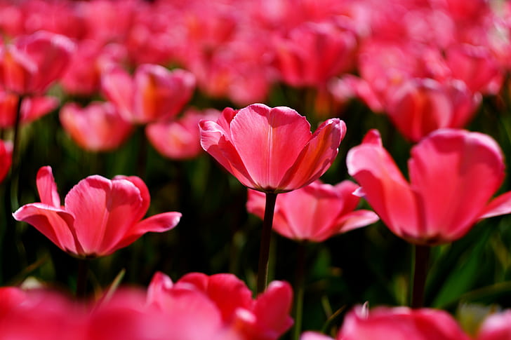 selective focus photo of pink Tulips, My happiness, selective focus, photo, pink, Tulips, チュ, Tulip, Helios, F2, nature, plant, flower, springtime, pink Color, freshness, beauty In Nature, season, petal, flower Head, summer, outdoors, red, HD wallpaper