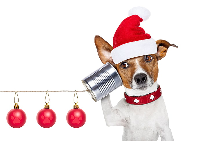 Здравей, Дядо Коледа ?, червен, craciun, Коледа, Кейн, животно, шапка, Санта, Джак Ръсел Териер, забавен, бял, куче, HD тапет