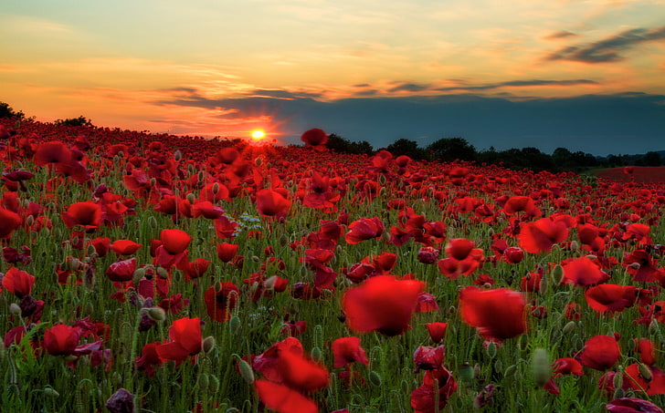 червени оцветени цветя, поле, небе, слънце, облаци, залез, цветя, хълмове, Маки, поляна, HD тапет