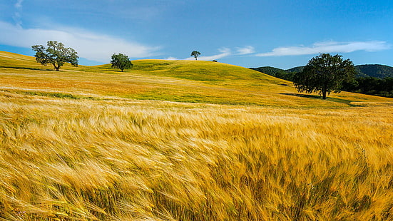 сено поле през деня, пшеница, пшеница, пшеница, във вятъра, сено, поле, ден, пейзаж, Сан Луис Обиспо, Калифорния, САЩ, Canon 5D, III, фотография, светлина, проби, изследване, Creative Commons, селско стопанство, Flickr , морски пейзаж, нисък, златен час, светимост, рисуване, реколта, RRS, съотношение на страните, природа, селски пейзаж, ферма, на открито, трева, лято, ливада, HD тапет HD wallpaper