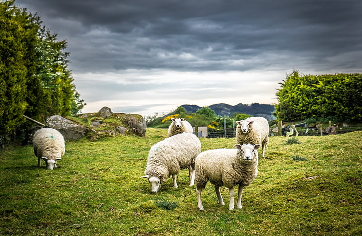 Sheeps, Animals, Others, Travel, Nature, Green, Grass, Trees, Trip, Photography, Sony, Grazing, Sheeps, Ireland, Outdoor, Holiday, Clouds, Europe, Pasture, Meadow, Tour, domestic, grassland, sonya7, pastureland, herbivores, HD wallpaper