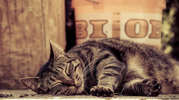 Tabby, sleeping cat, paws, Tabby, Sleeping, Cat, Paws, HD wallpaper