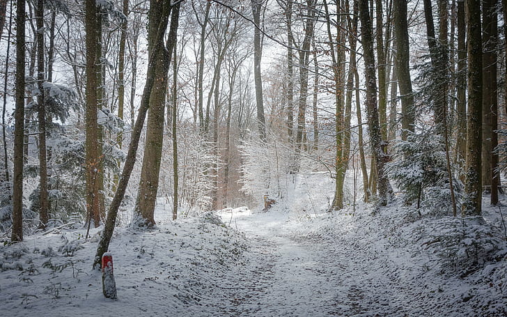 straße, wald hintergründe, winter, bäume, weg, herunterladen 3840x2400 road, HD-Hintergrundbild