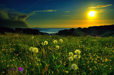 gula maskrosblommor, solnedgång, sol, maskros, fält, blommor, HD tapet HD wallpaper