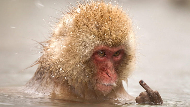 monyet, lucu, kera, mamalia, kera jepang, jari tengah, jari, margasatwa, Wallpaper HD