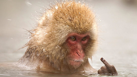 monkey, funny, macaque, mammal, japanese macaque, middle finger, finger, wildlife, HD wallpaper HD wallpaper