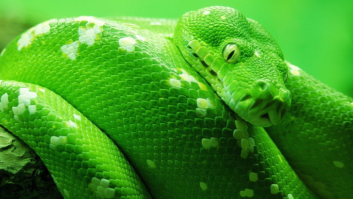 green and white python, nature, animals, snake, green, reptiles, HD wallpaper