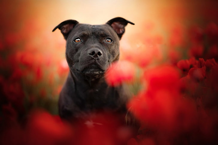 Кучета, бултериер, дълбочина на полето, куче, домашен любимец, мак, червено цвете, стафордширски бултериер, HD тапет
