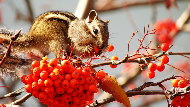 brown squirrel, chipmunk, bunch, branches, berries, mountain ash, leaf, HD wallpaper