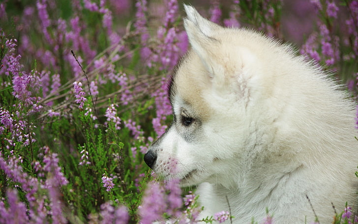 белый соболь сибирский хаски щенок, щенок, морда, профиль, собака, HD обои